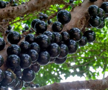 Extrato da casca da jabuticaba